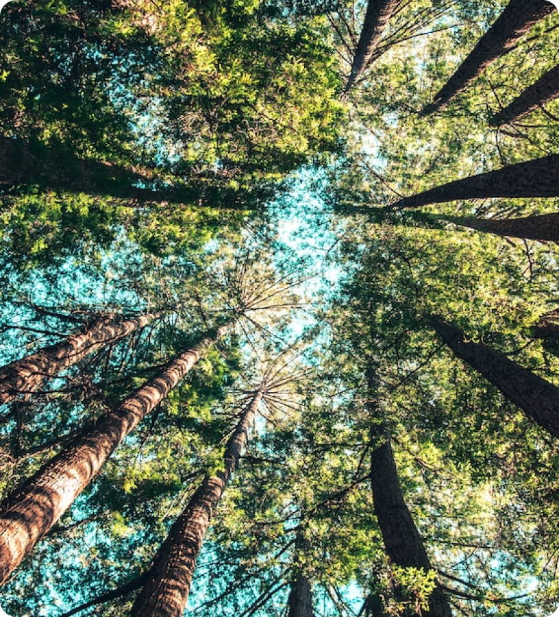 Vista de baixo para cima de troncos altos em uma floresta, com copas formando um dossel verde contra o céu azul.