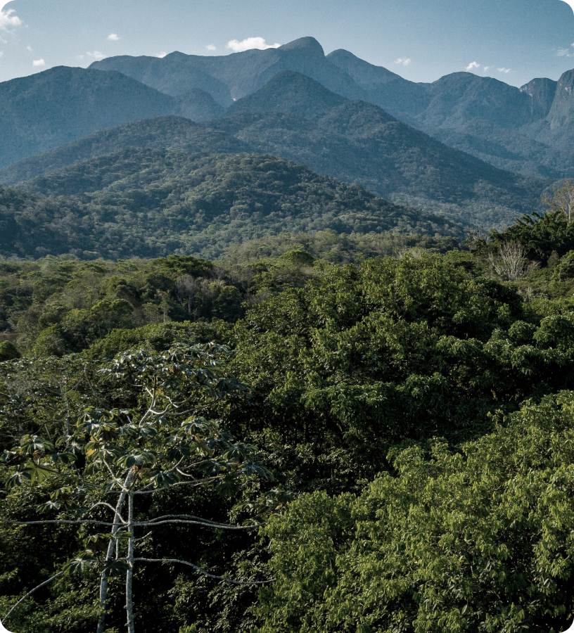 Floresta tropical densa com copas verdes em primeiro plano e montanhas azuladas ao fundo sob céu claro.