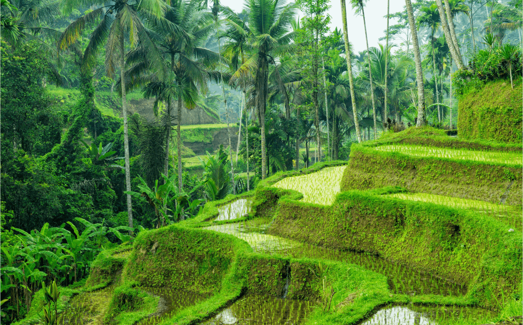 Arrozais em terraços nas montanhas de Bali, Indonésia, cercados por palmeiras e vegetação tropical.