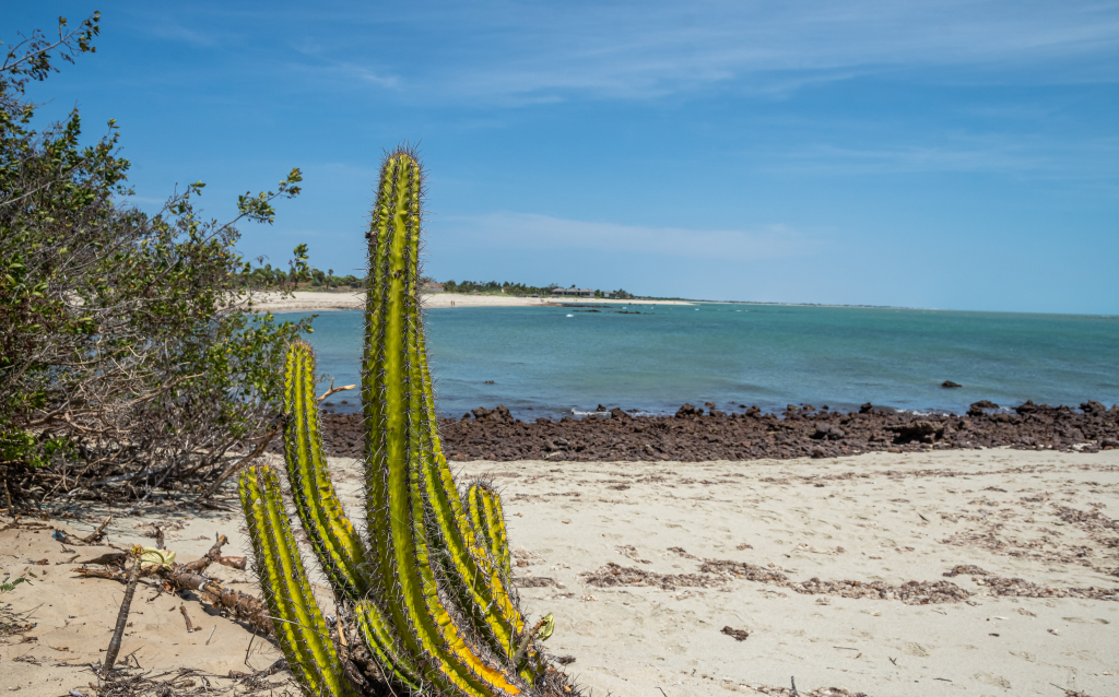 Cactos em um cenário de praia com mar e céu claro. A vegetação tropical complementa a paisagem, destacando a beleza natural.