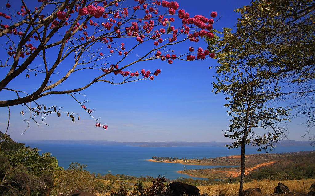 Paisagem deslumbrante com flores rosa em árvore, lago, céu azul e áreas verdes, ideal para quem busca belezas naturais.