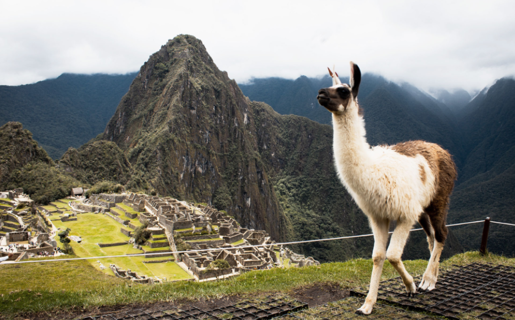 Vista de Machu Picchu com uma lhama na frente como uma opção para viajar em abril