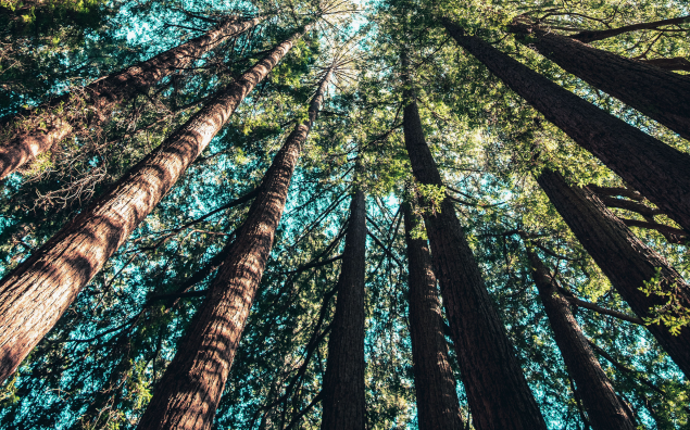 Árvores de alguma floresta, essenciais para os Objetivos de Desenvolvimento Sustentável