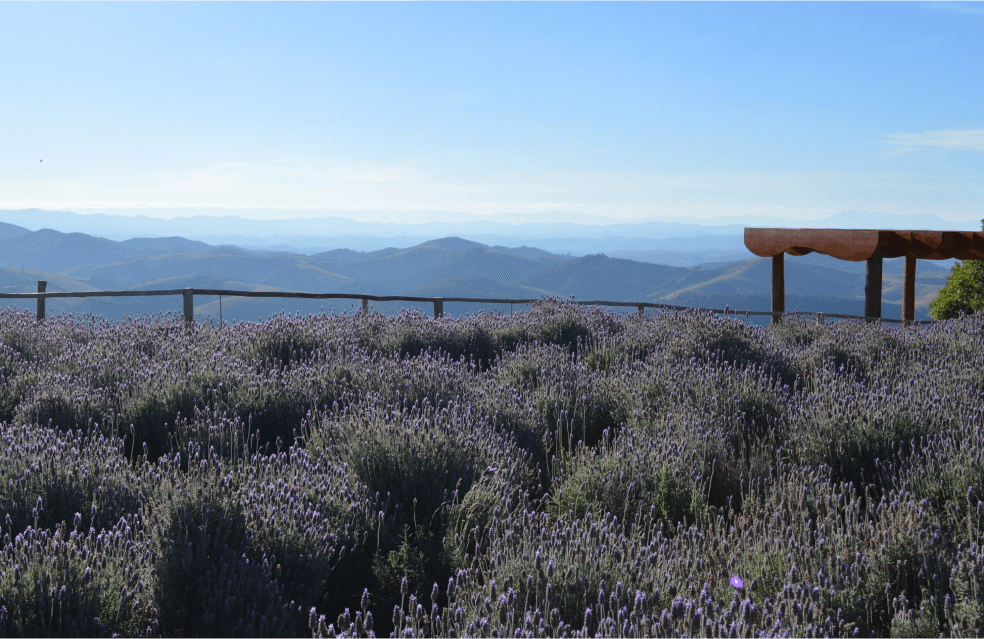 Uma plantação de lavanda com fundo de morros.