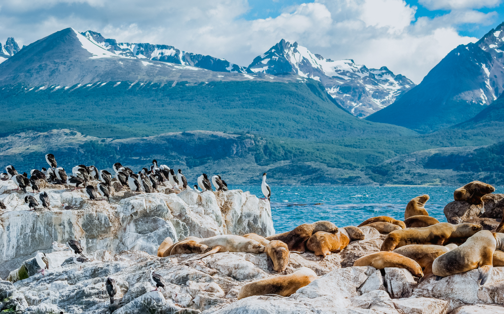 Uma bela paisagem natural com leões marinhos descansando nas rochas e aves marinhas em um fundo de montanhas cobertas de neve. Ideal para quem ama a vida selvagem.