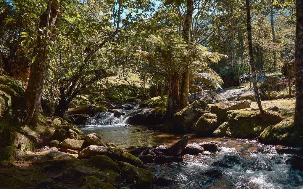 Uma bela paisagem natural com um riacho tranquilo rodeado por árvores e vegetação exuberante, ideal para relaxar em meio à natureza.