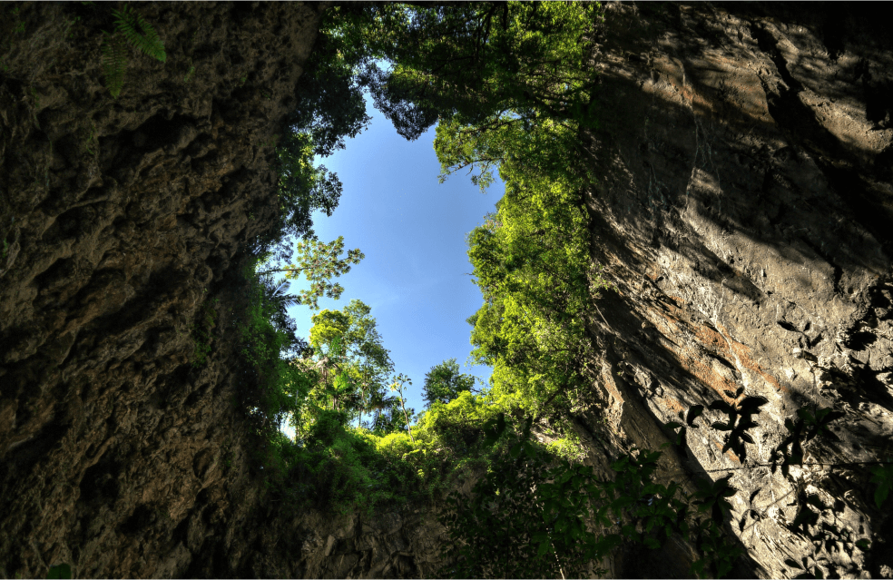 Vista de baixo de uma caverna com o topo cheio de vegetação verde.