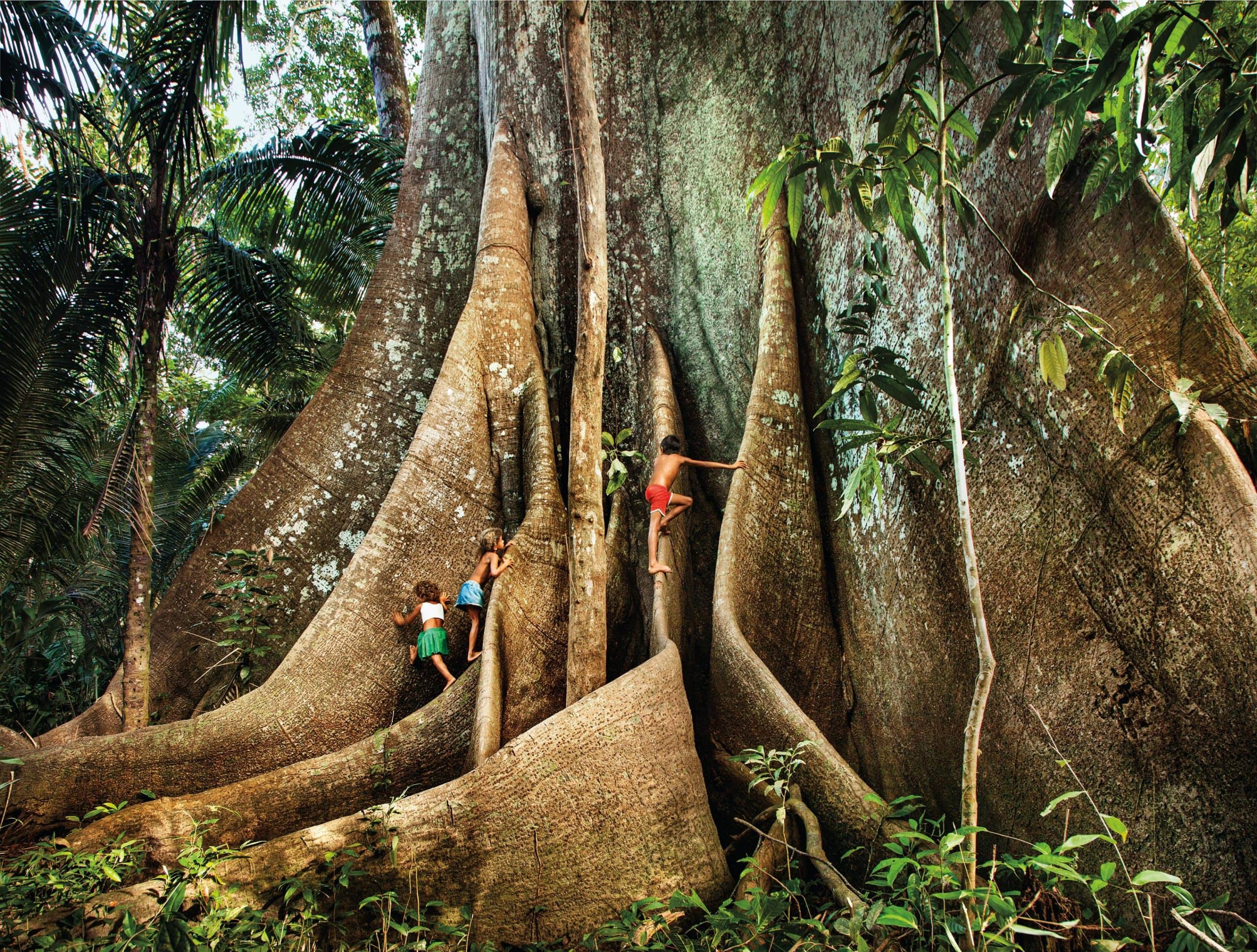 Foto de uma árvore enorme na Amazônia com três crianças subindo por suas raízes